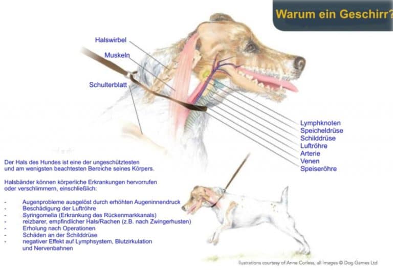 schäden durch halsband