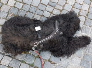 Hund mit Geschirr